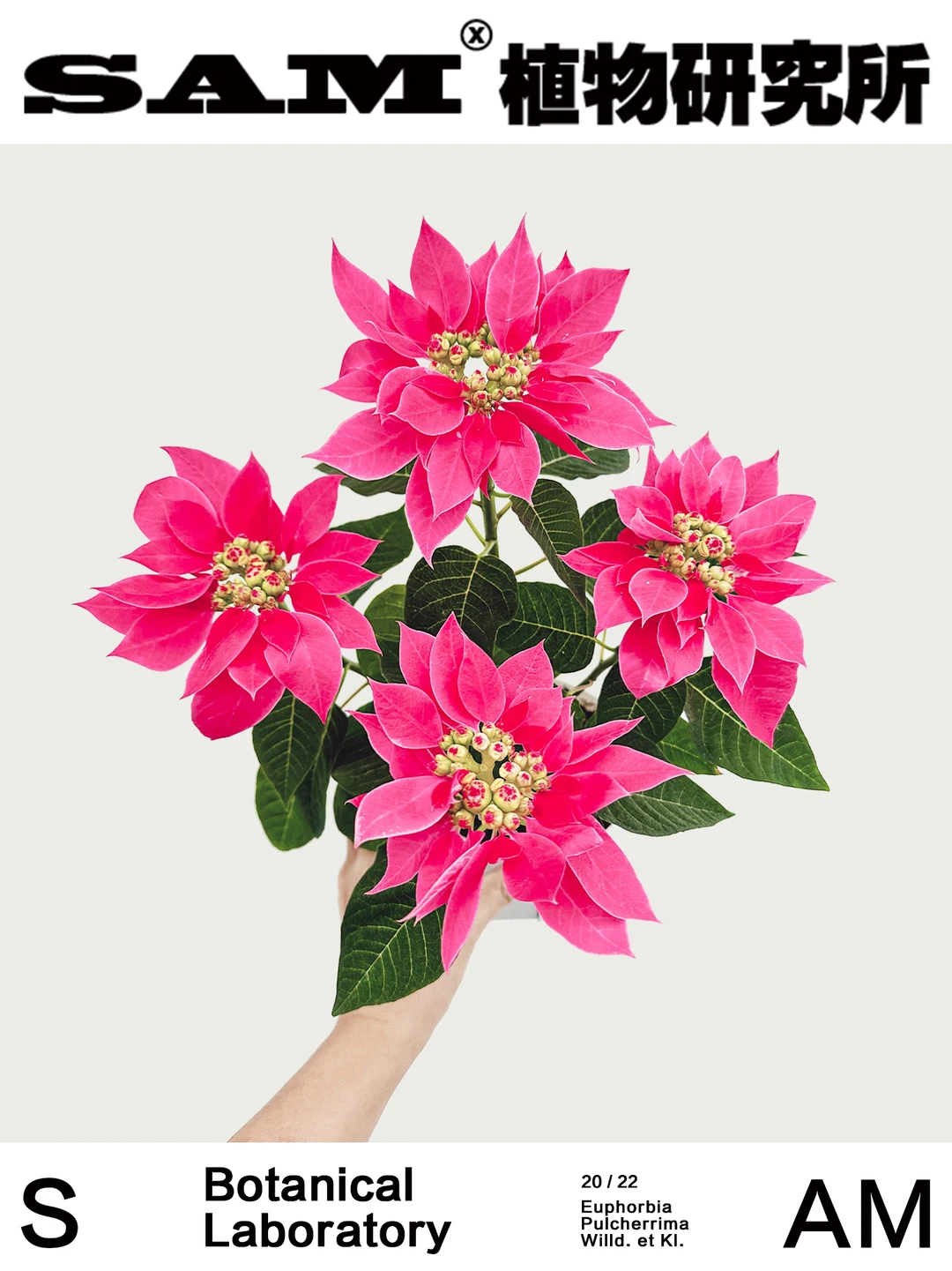 粉红佳人｜Euphorbia Pulcherrima Willd.