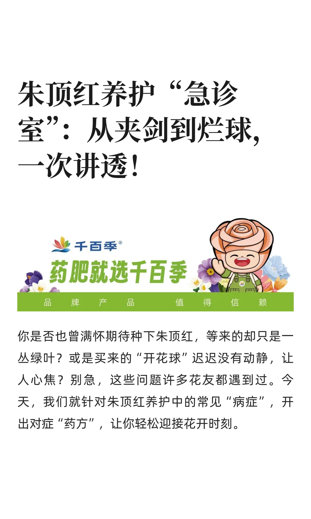 朱顶红问题盘点：从夹剑到烂球，一次说清！