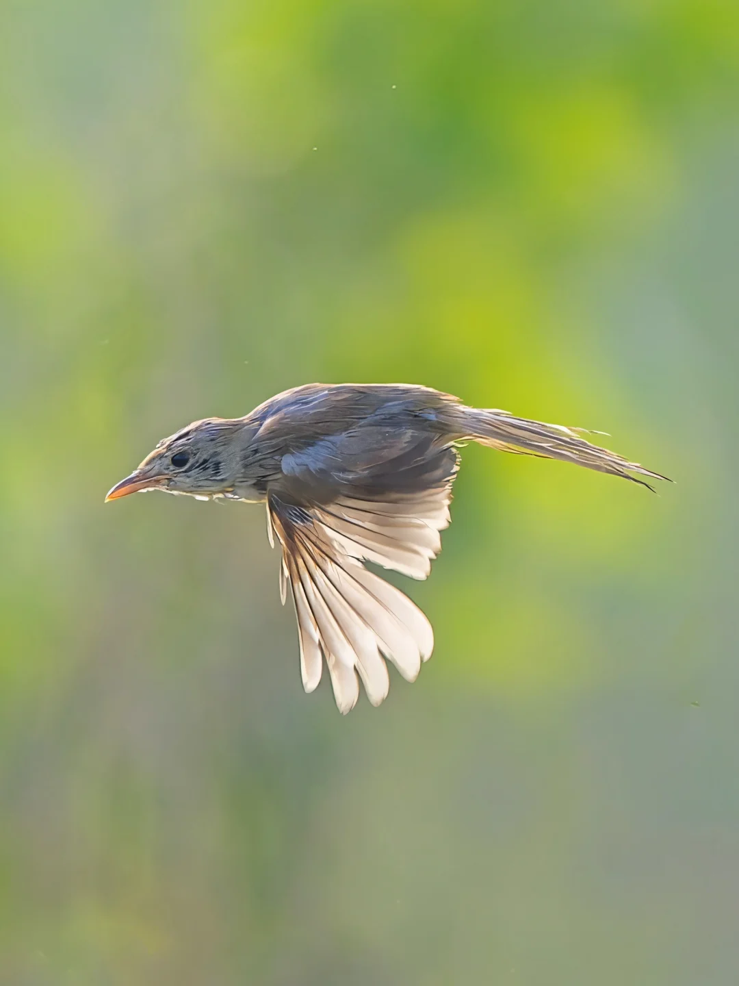 厚嘴苇莺晨光下的一跃！