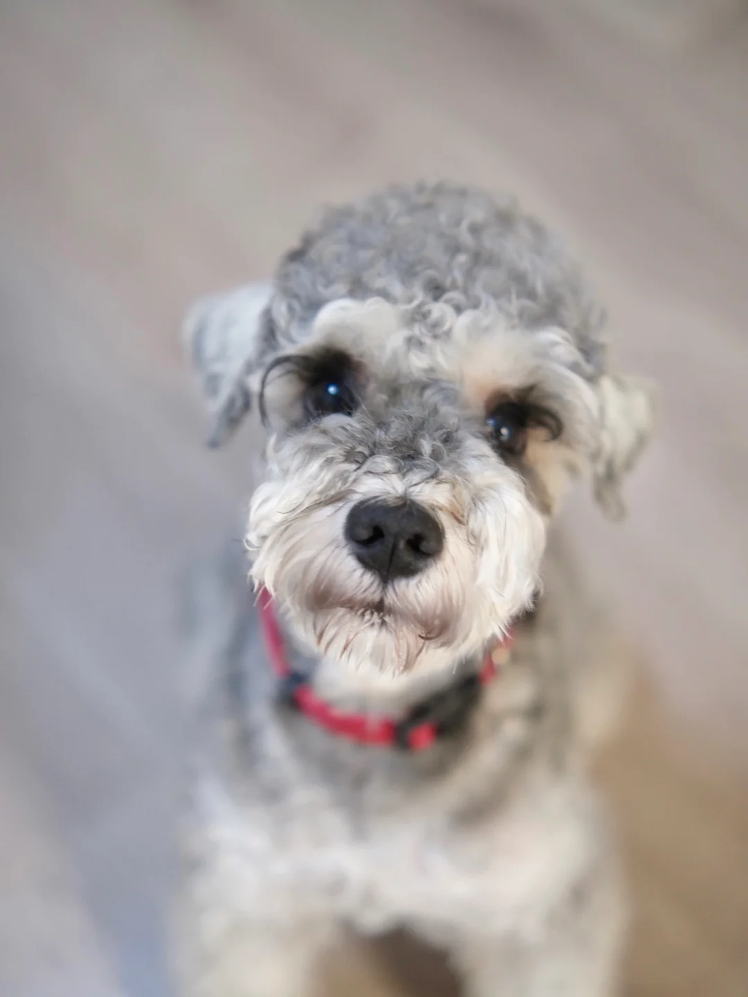 造型分享💇今天也是乖巧viki