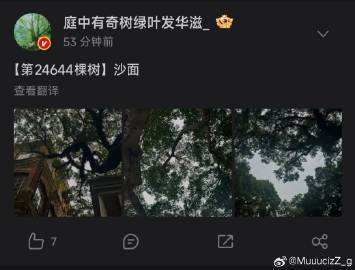 终于有人说沙面了 好天气去沙面看树影斑斓真的很舒服
