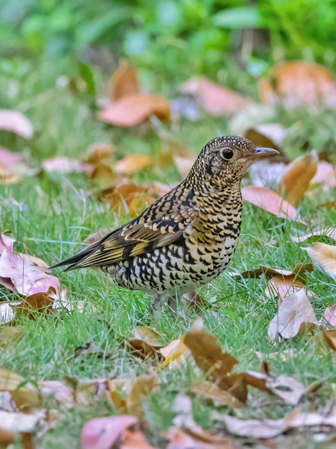 穿虎纹花衣的可爱虎斑地鸫
