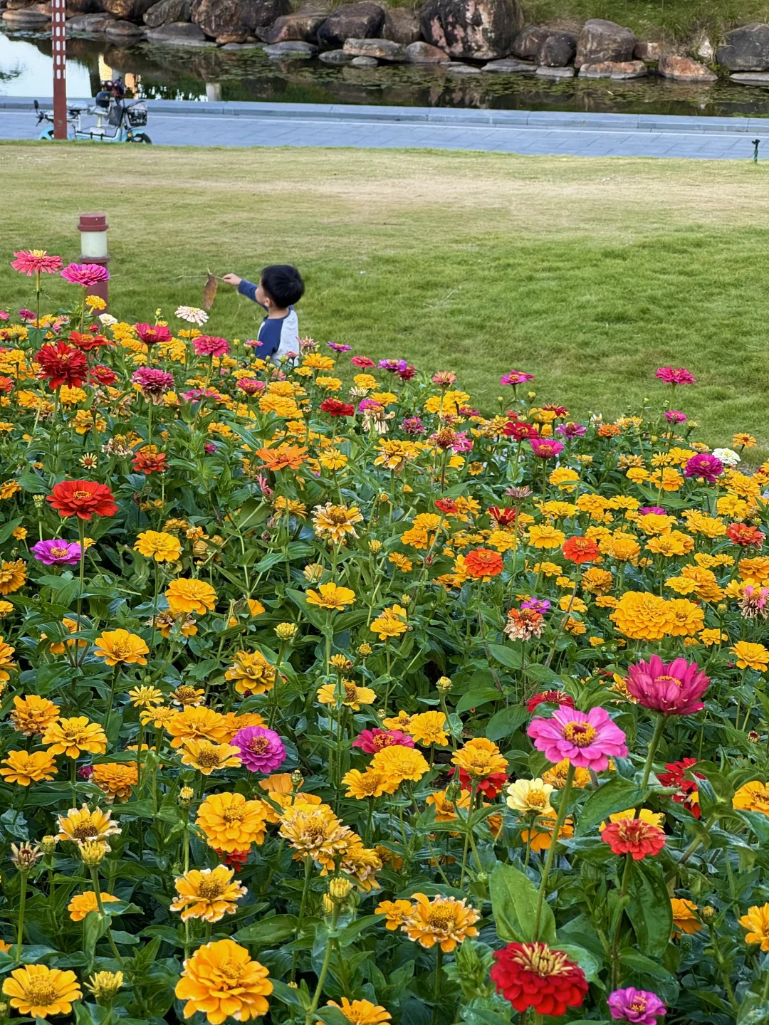 9.26实况❗️佛山千灯湖🌸这片花海已盛开了‼️
