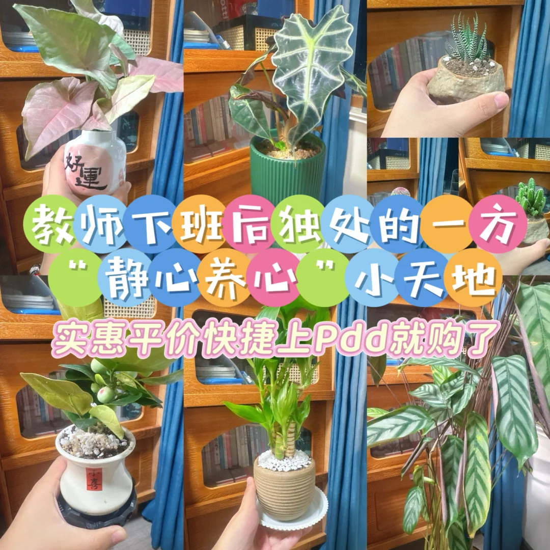 教师下班后独处的一方“静心养心”小天地