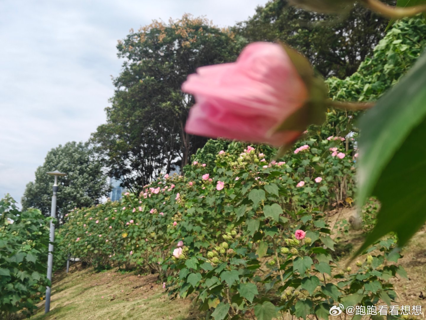 很少大中午跑步。现在看顶级的跑步这这个季节温度地点也就如此了。
最近忙乎workbuddy.佳明数据，微博，小米体重秤，都有眉目了。现在看人工智能。要把这些拼起来。有意思 ​