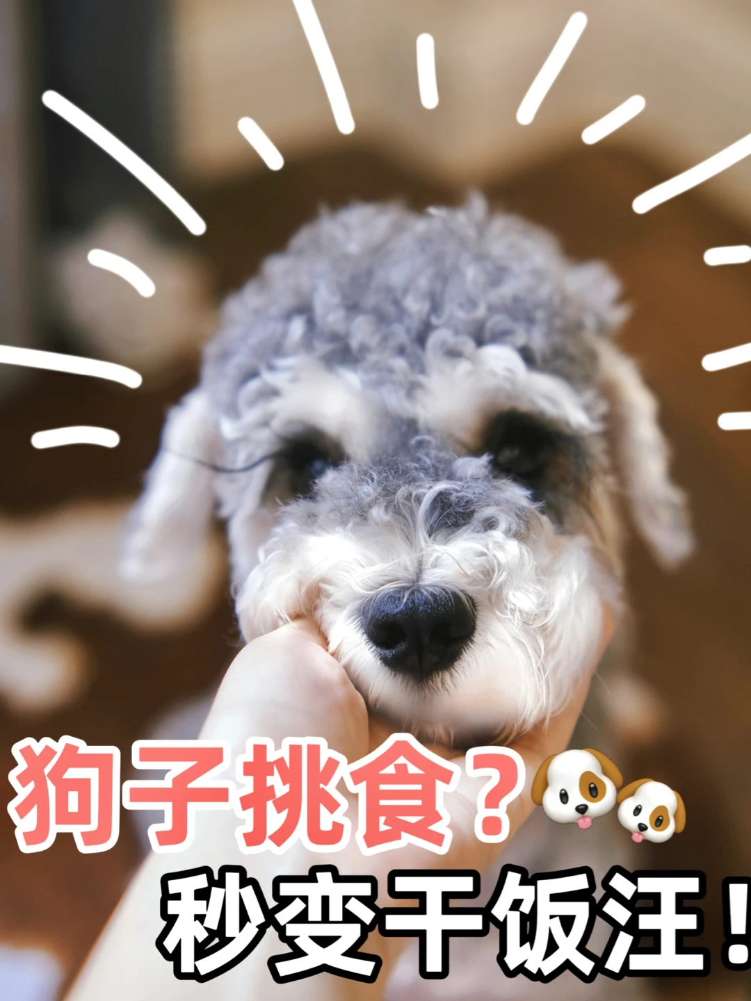 挑食小狗进来军训‼️秒变干饭汪