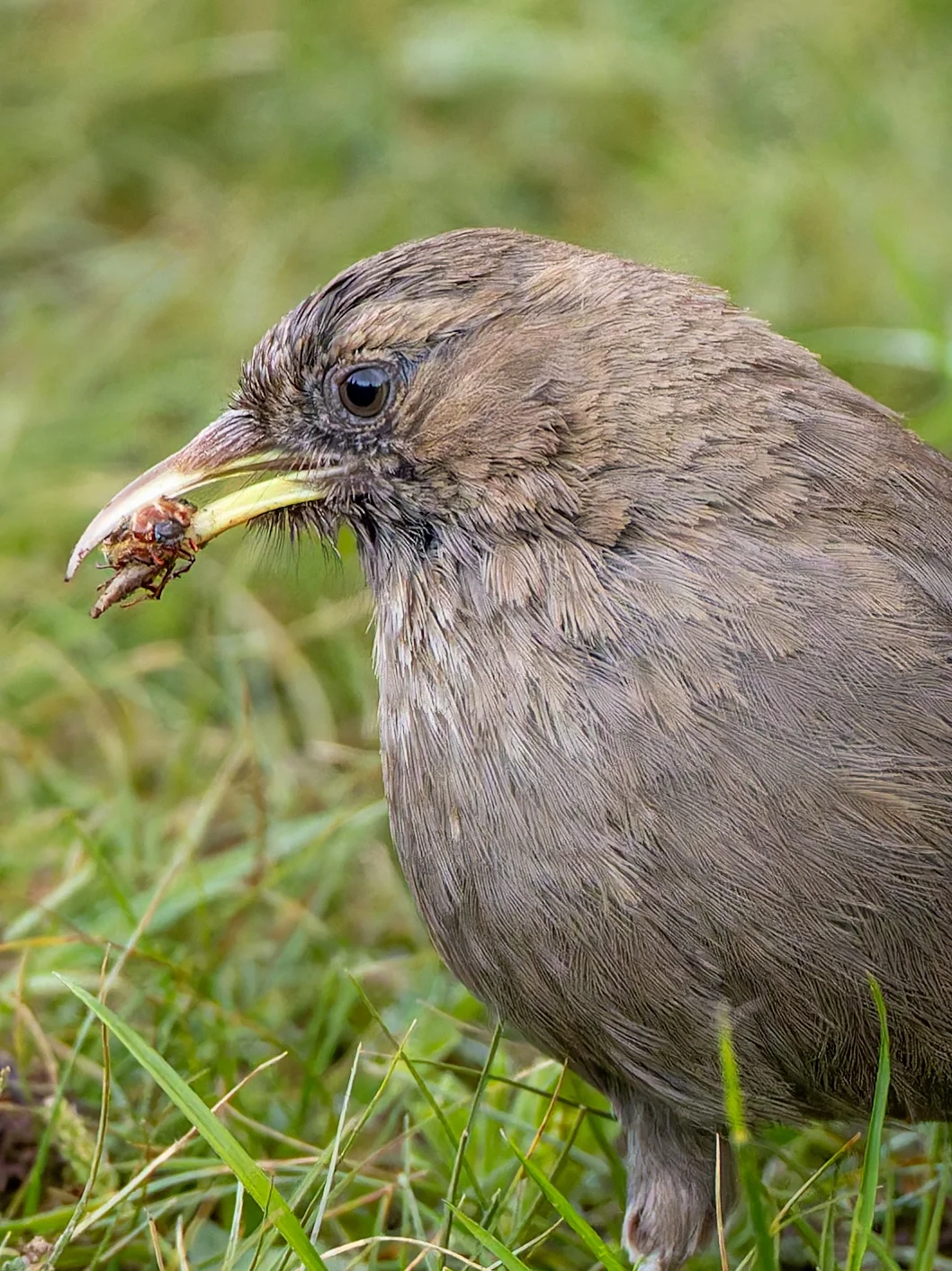 有没有谁知道这只山噪鹛抓到了一只什么虫？