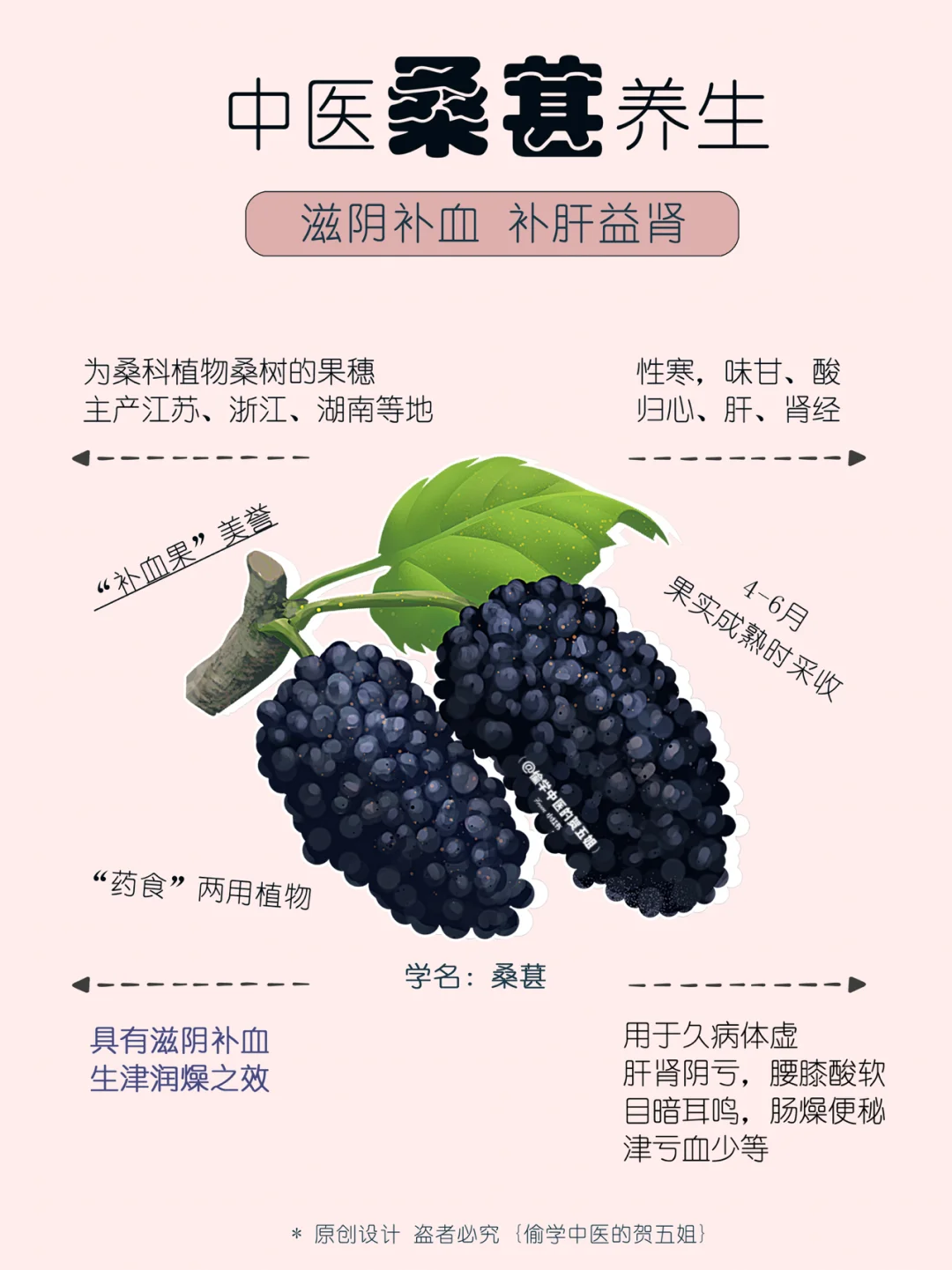 16养生课堂📝桑椹🌿滋阴补血 益肾养肝