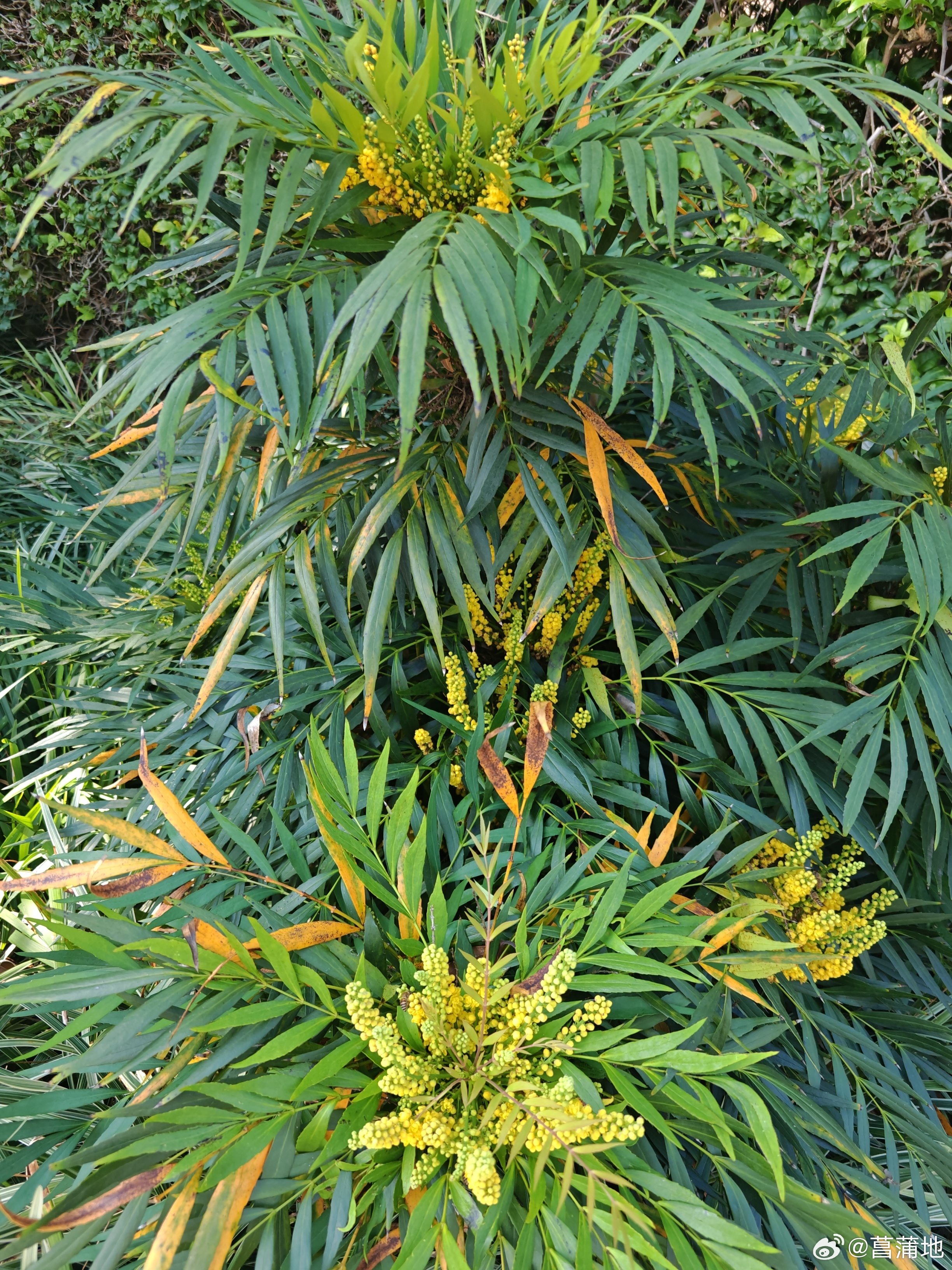 七巧摸索着腕上的翠玉镯子，徐徐地将那镯子顺着骨瘦如柴的手臂往上推，一直推到腋下。————   张爱玲《金锁记》
        十八九岁的时候，曹七巧这双手腕是雪白滚圆的，上街买菜，大家都喜欢她，那些喜欢她的人都来跟她说话、搭讪、调情，如果她挑中了他们之中的一个，命运会不会完全不一样呢？
    ​