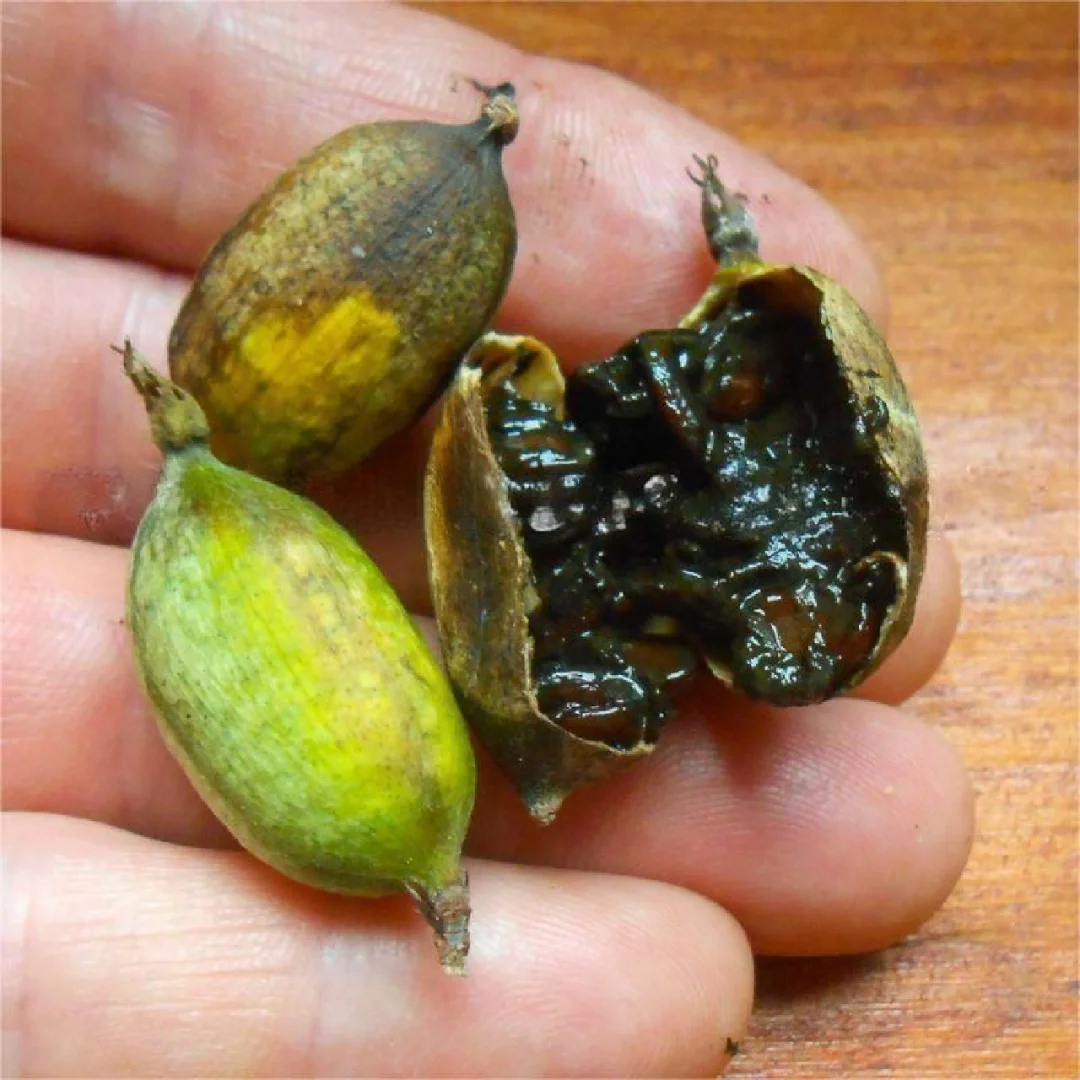 黑莓果酱树Randia Formosa