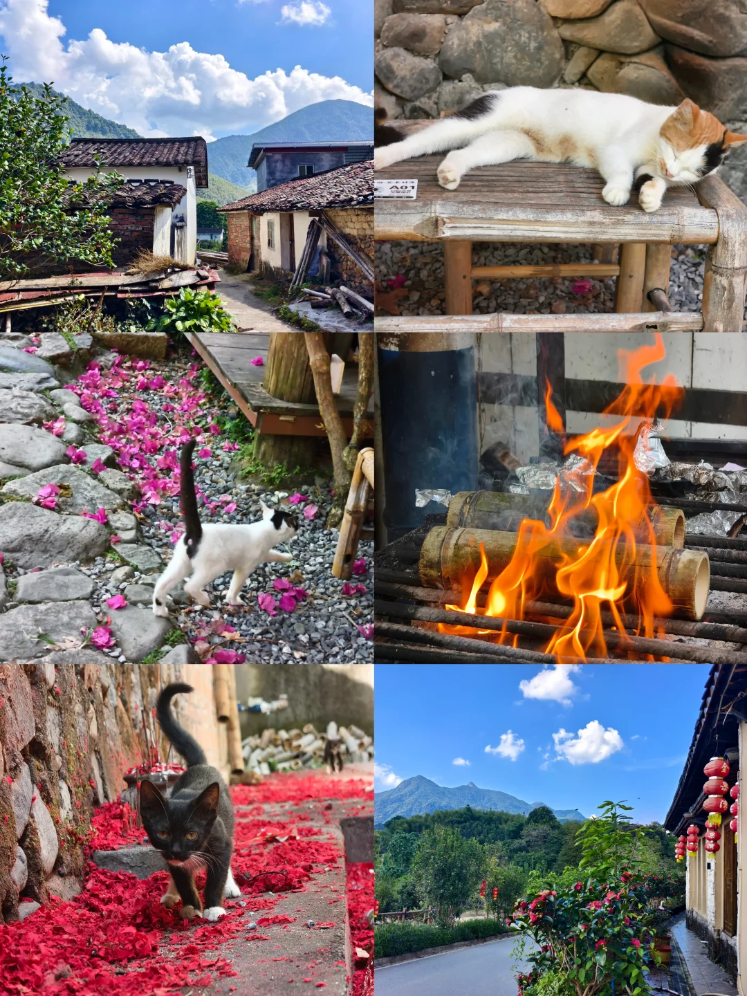 山间有风，巷有落花，猫自在~