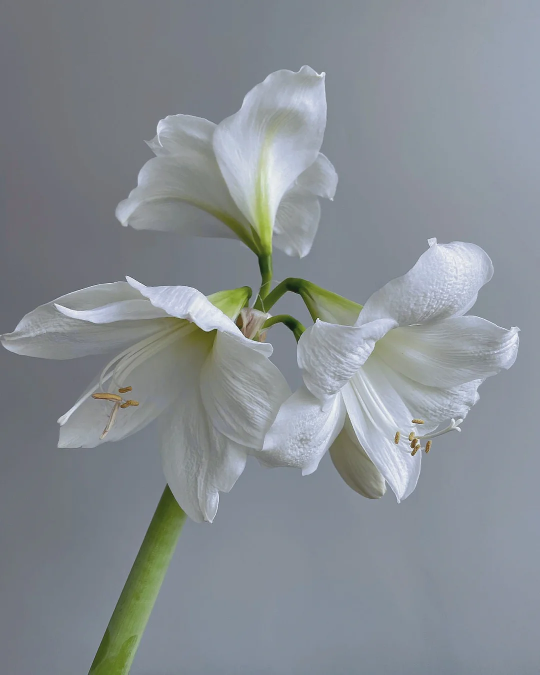 带你每天认识一种花材86｜朱顶红-圣诞礼物