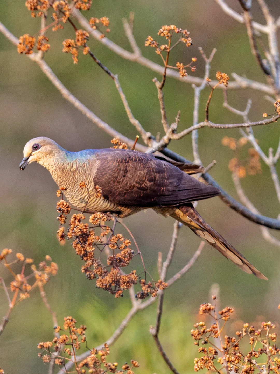 斑尾鹃鸠的后颈颜色最好看