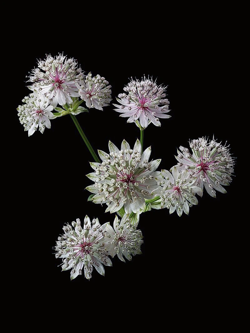 带你每天认识一种花材217｜大星芹