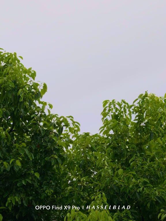 阴天的氛围感，是大树和浅淡天空给的🍃
层层叠叠的绿叶，安静衬着灰蒙蒙的天。#此刻就很好#OPPO影像大赛#OPPOFindX9Ultra #OPPOFindX9sPro#OPPO旅拍神器  #O粉会  #OPPO影像漂流季  #晒晒我的新OPPO