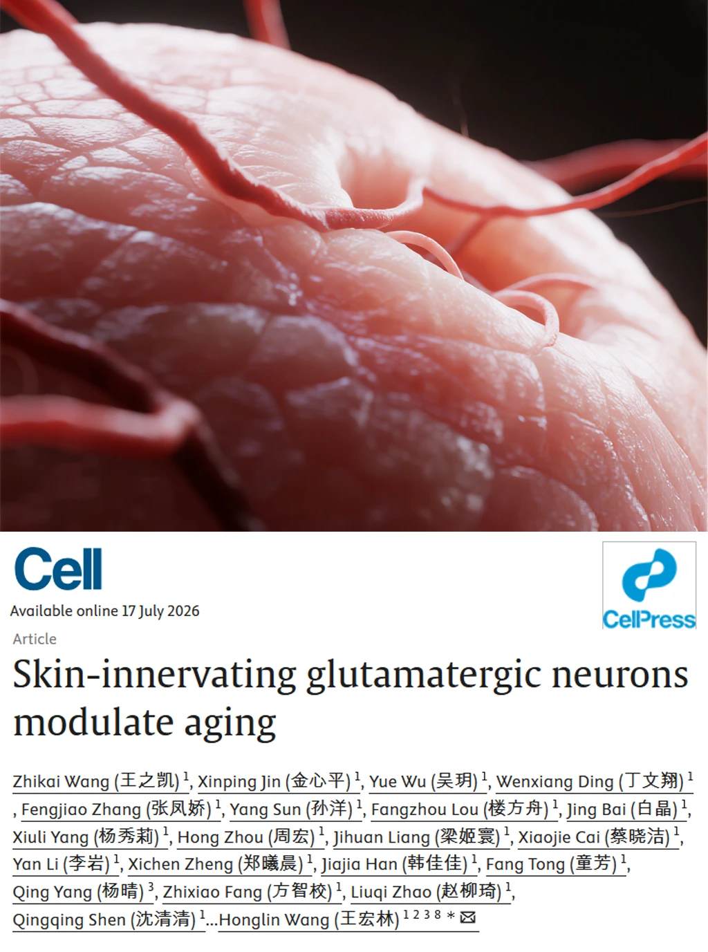 Cell重磅-皮肤抗衰新发现：神经竟是关键！