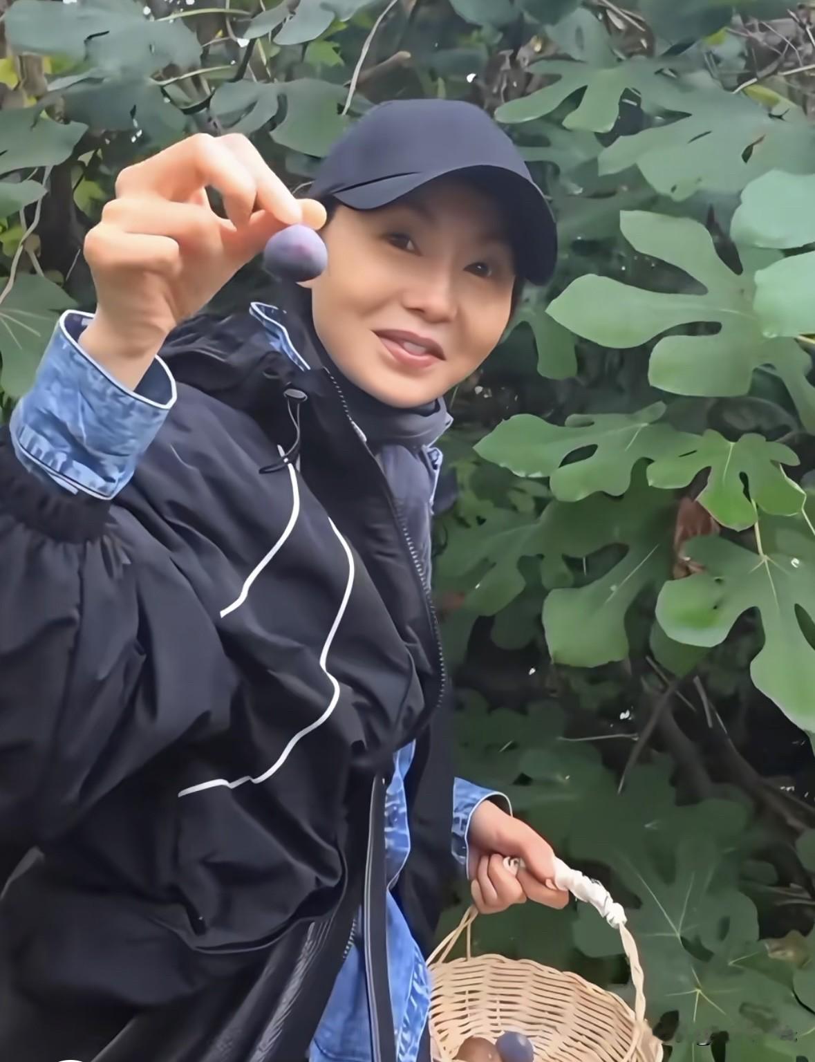 褪去明星光环的张曼玉，享受田园时光，雨中摘无花果，自制果酱，这种日子太让人羡慕。张曼玉