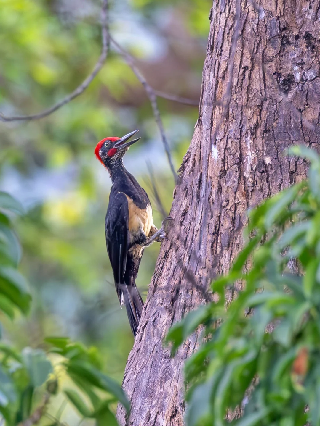 森林里的重金属：白腹黑啄木鸟