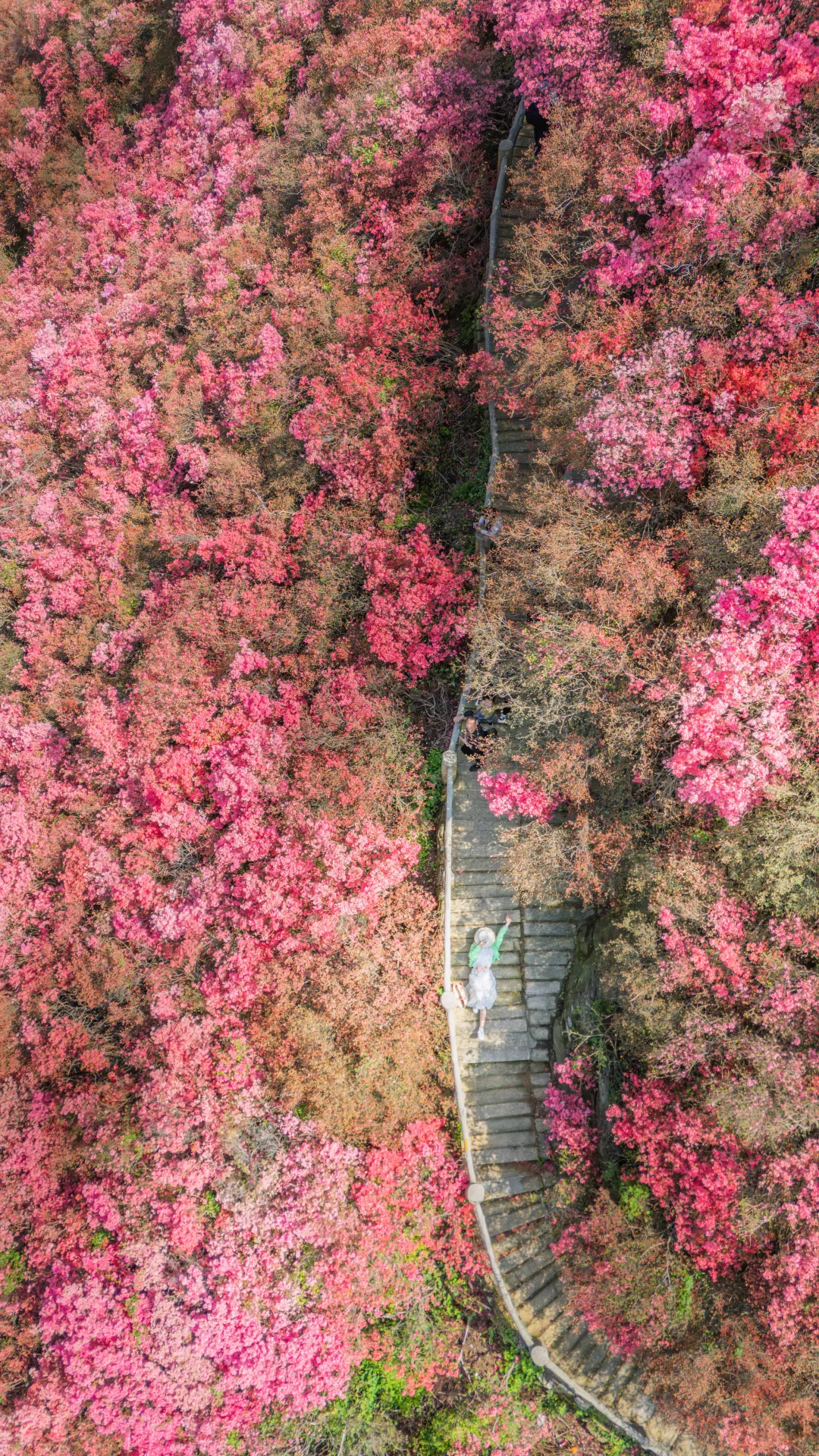 🚗武汉1h❗️云雾山杜鹃开遍整个春天❗️附攻略