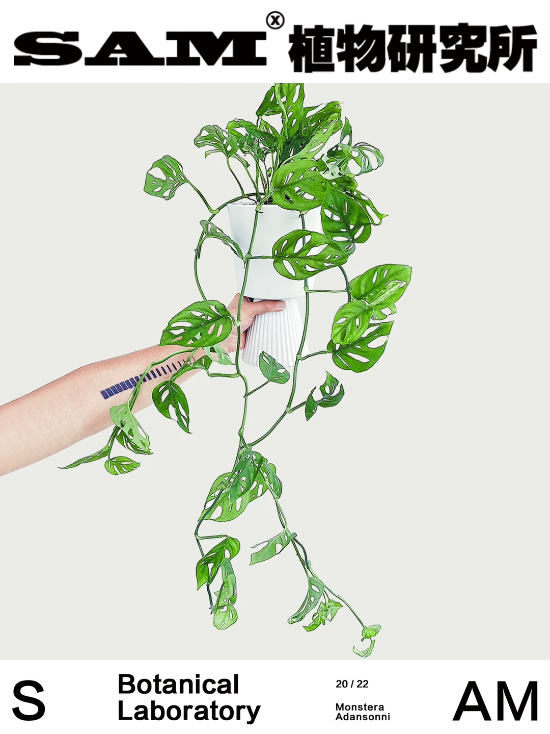 仙洞龟背竹｜Monstera Friedrichsthalii