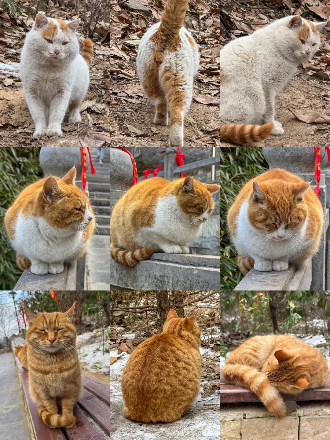 终南山上，有猫猫