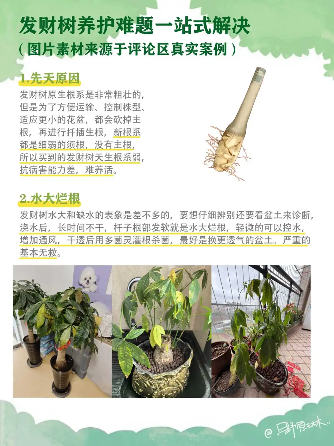 发财树养护难题一站式解决，新手养护全攻略