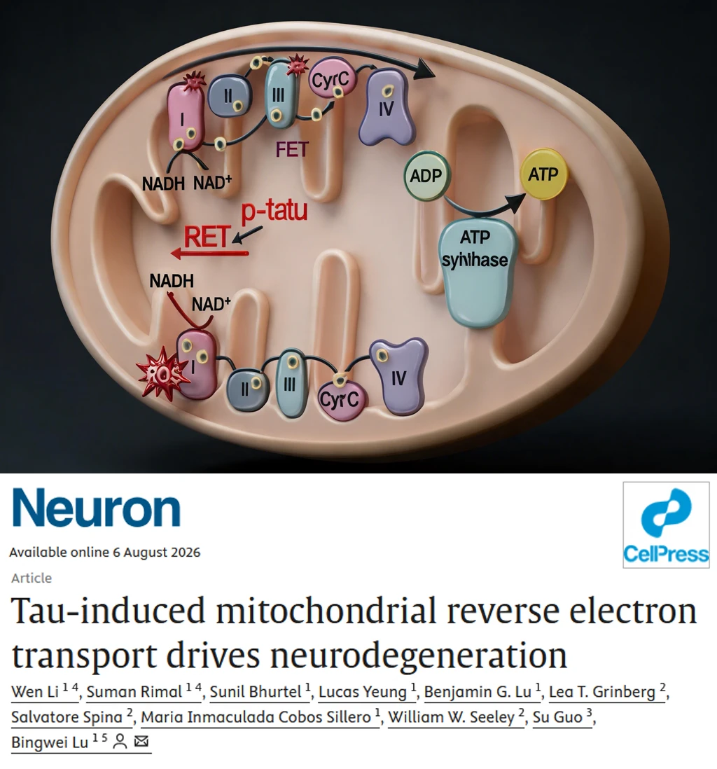 Neuron改写教科书-Tau蛋白竟是线粒体守护者