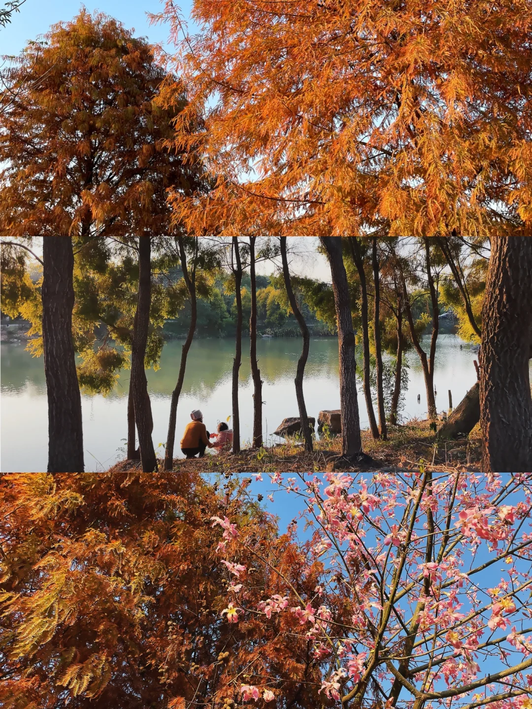 南宁17处落羽杉红了，你打卡了几个