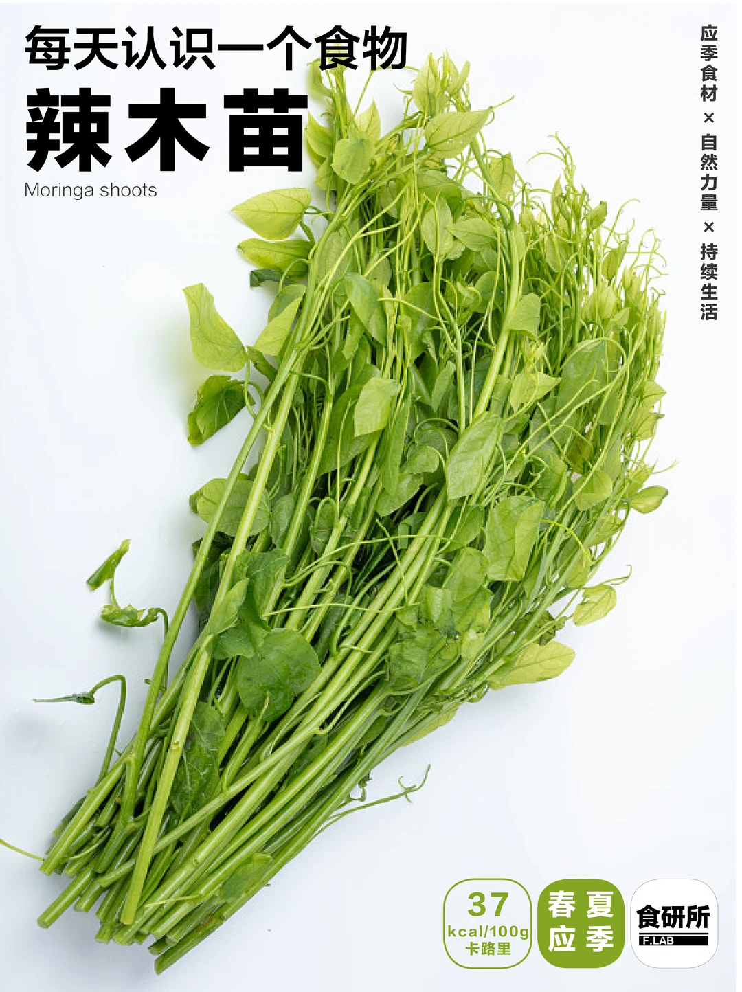 辣木苗｜云南宝藏食材➕1～