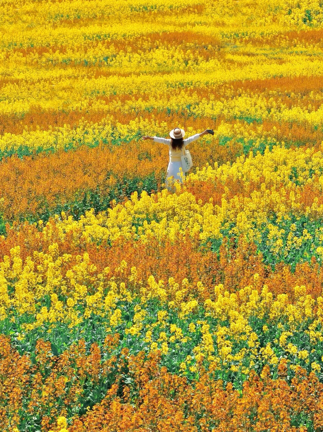 3.25实拍🌼在苏州‼️彩色油菜花海开啦‼️