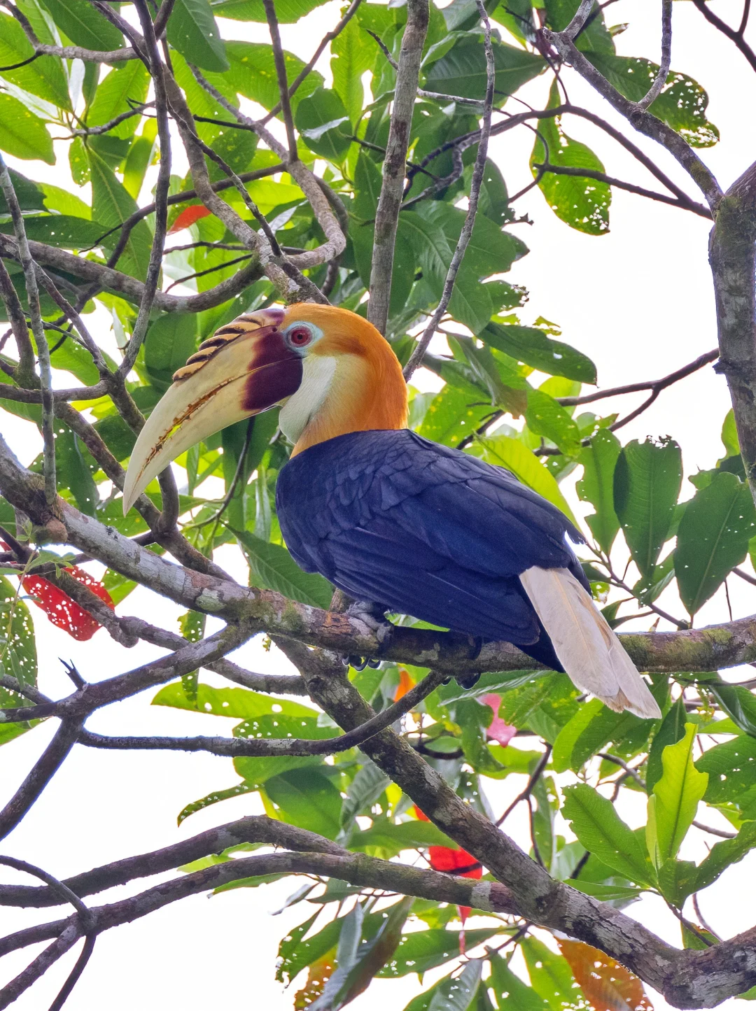 超俊俏的蓝喉皱盔犀鸟弟弟