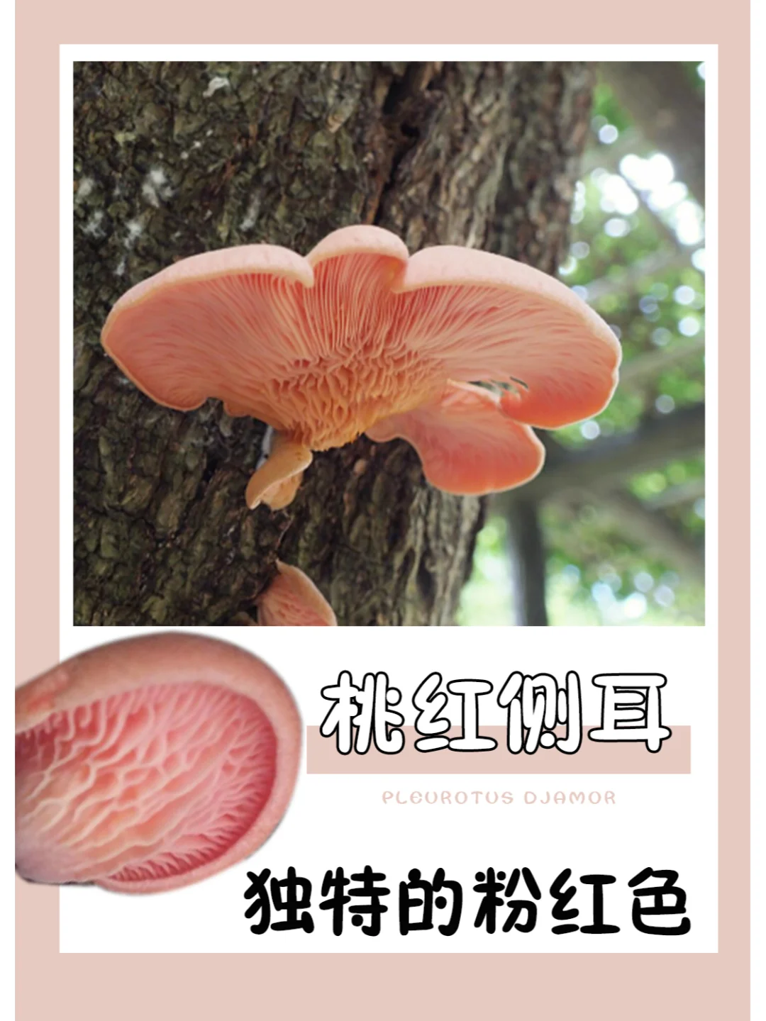 世界上最美丽的食材之一：桃红侧耳！🌈