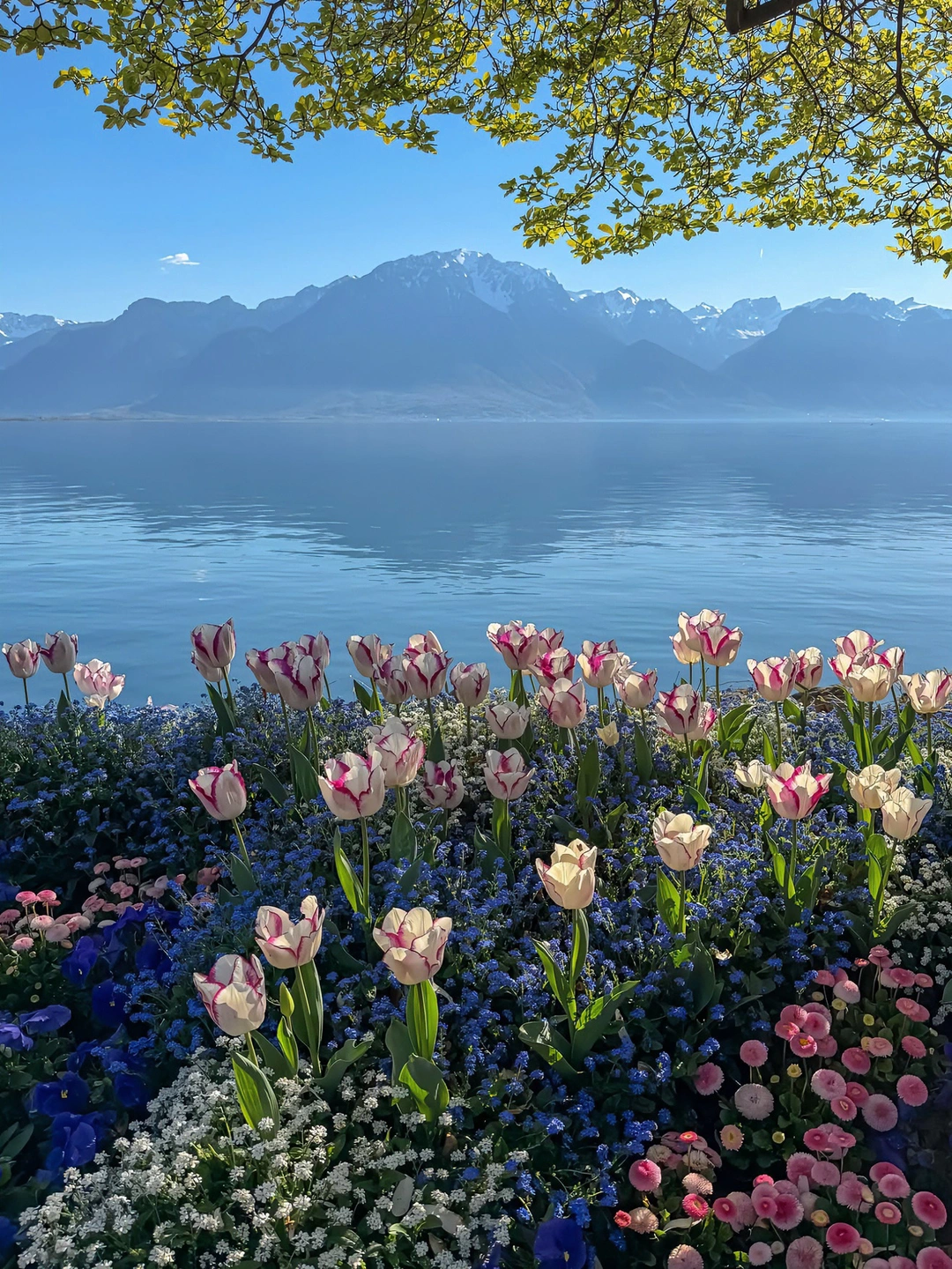 🇨🇭瑞士的湖畔为什么这么美？