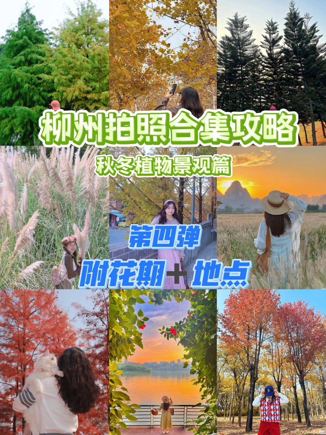 柳州拍照攻略—树木篇第四弹（附花期➕地点）