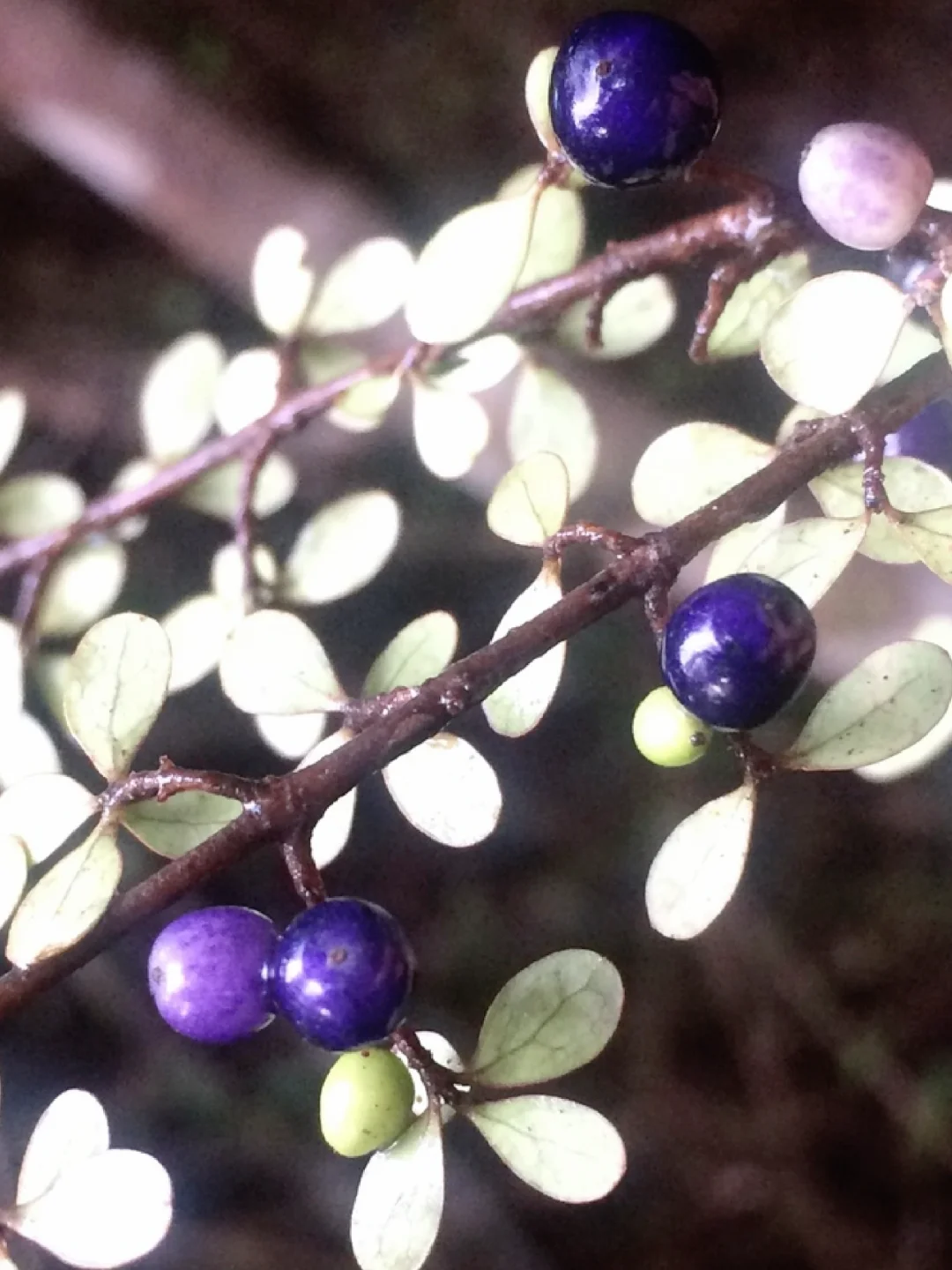 稀有浆果～紫色蛋白石莓Coprosma
