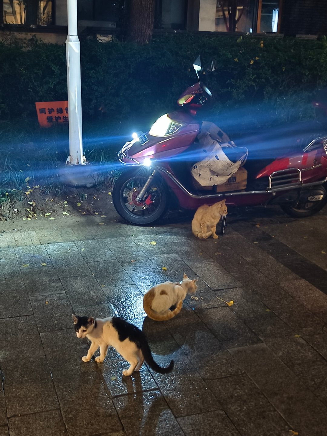 总是为路边的猫猫狗狗停留
会不会太幼稚了[柯基] ​