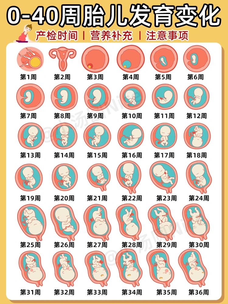 超实用❗️1-40周孕期变化营养补充！注意事项