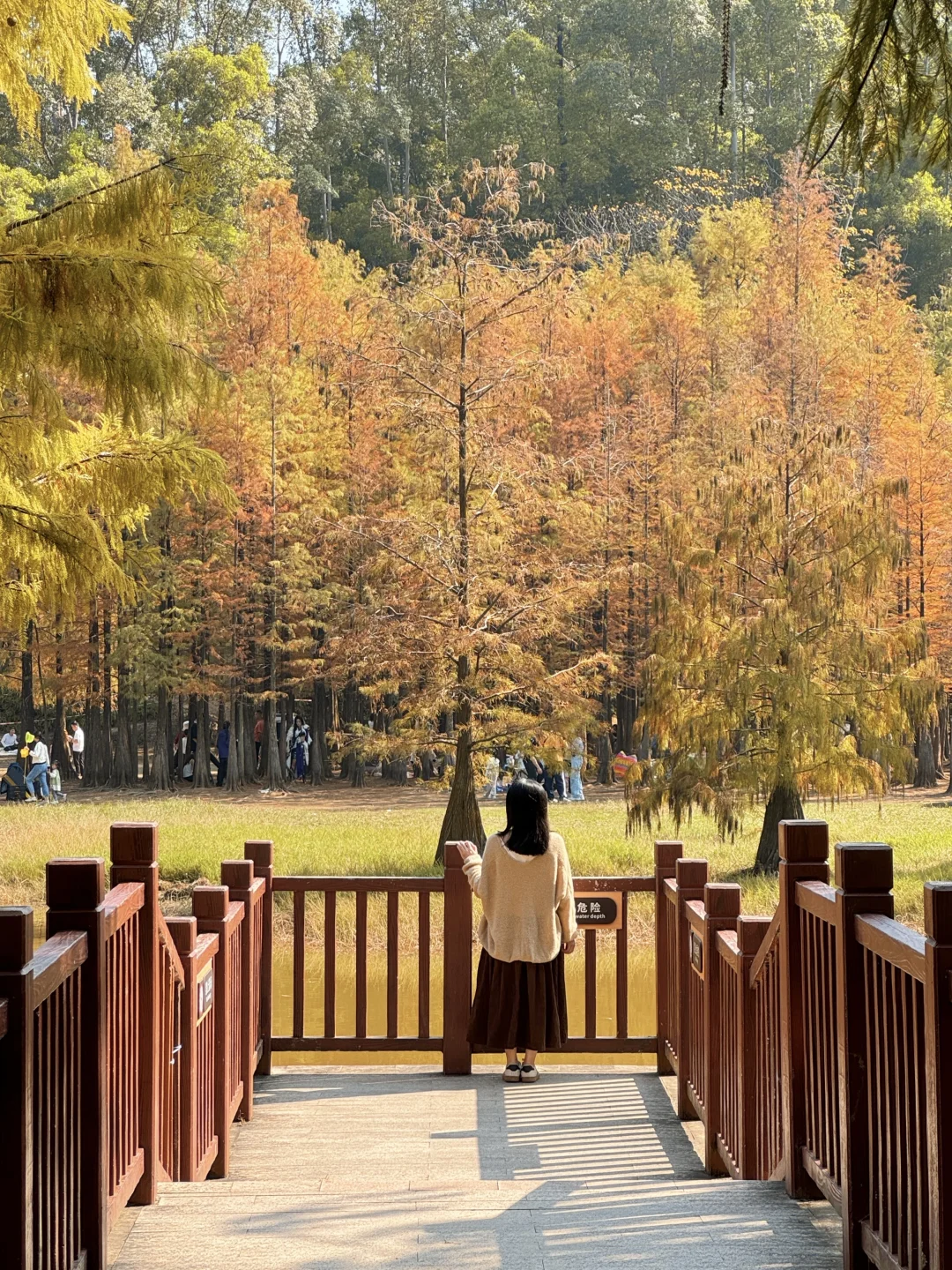 12.21实况📷广州秋冬的焦糖色森林太美了～