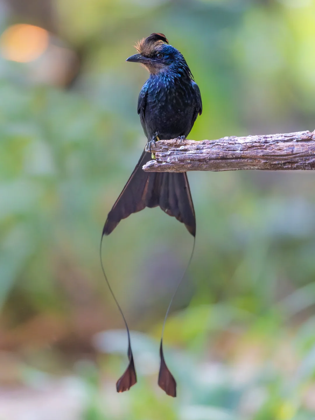 大盘尾真的是一种奇异的鸟