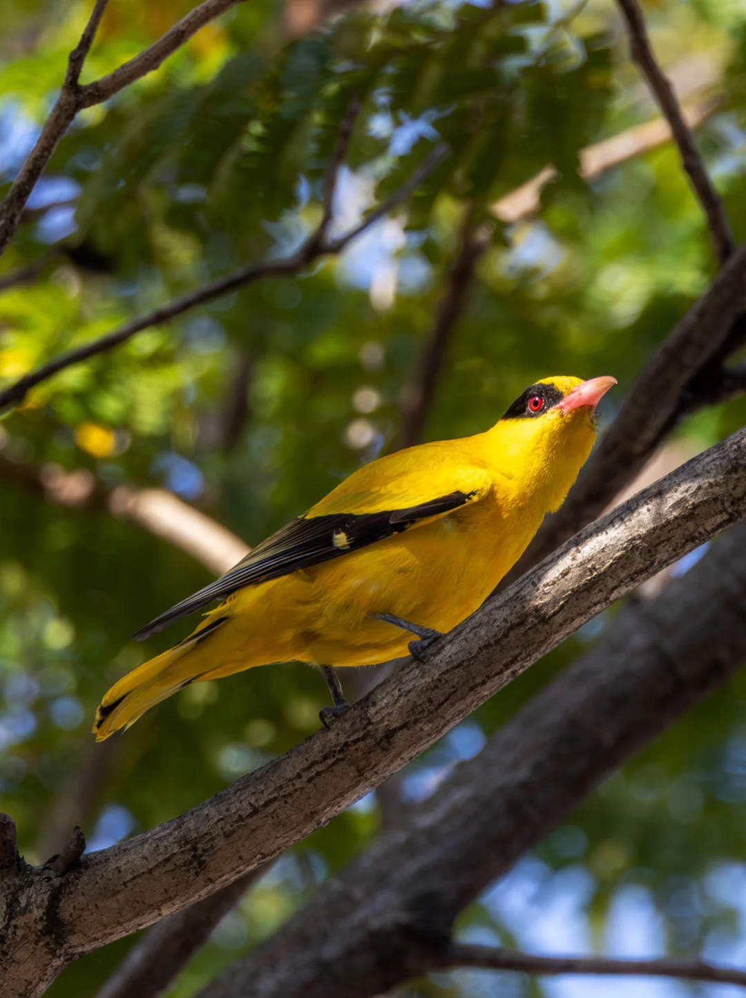 一道金光照耀在黄鹂的金色羽毛上