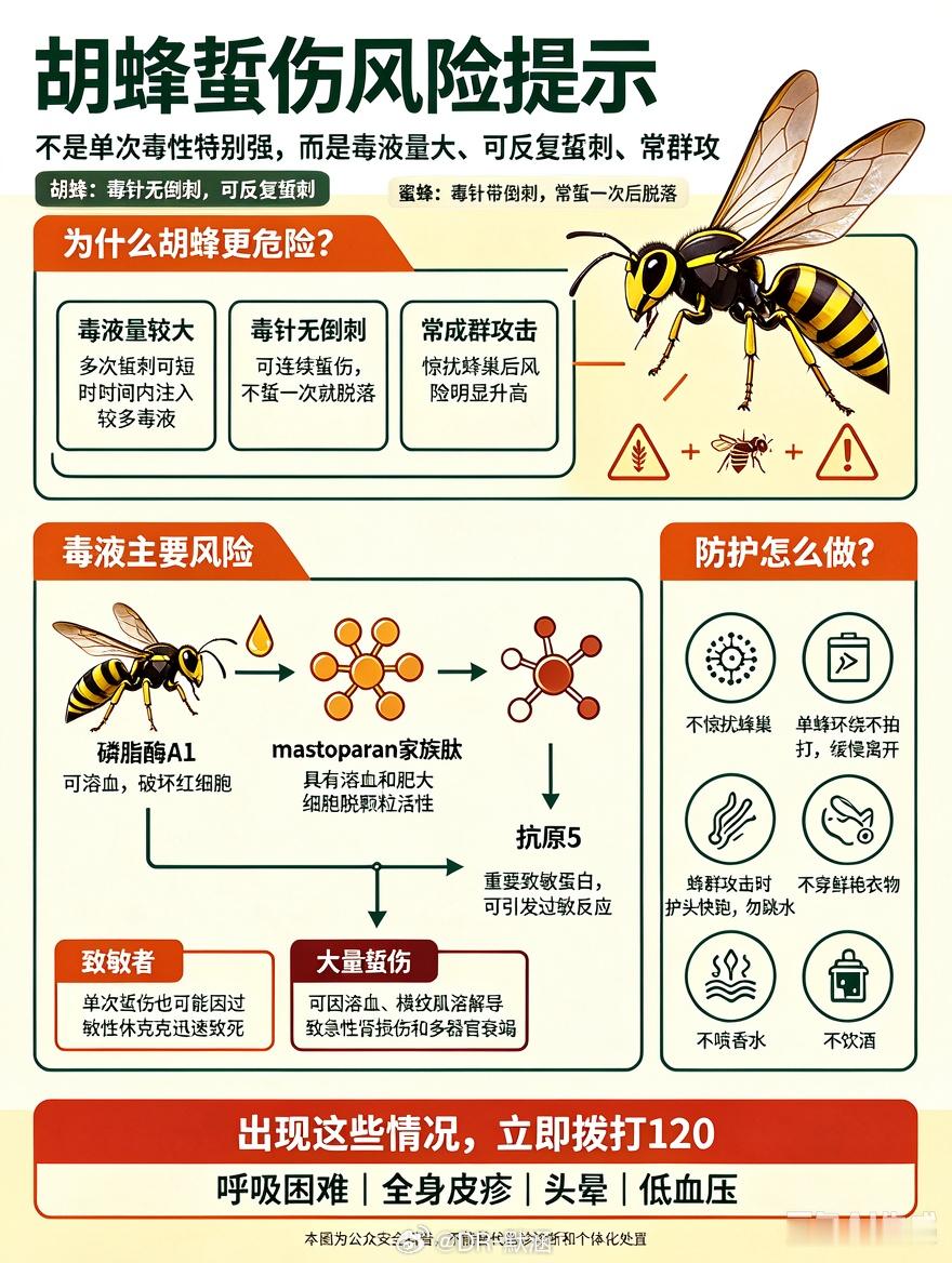 #母亲赶到家时两兄妹已被胡蜂蜇亡#胡蜂蜇伤通常比蜜蜂更危险，不是单次毒性有多强，而是毒液量大、毒针无倒刺可反复蜇、常群攻。毒液主要含mastoparan家族肽、磷脂酶A1、抗原5等。磷脂酶A1可溶血、破坏红细胞；mastoparan有溶血和肥大细胞脱颗粒活性。已致敏者单次蜇伤也可能因过敏性休克短时间致死， ​