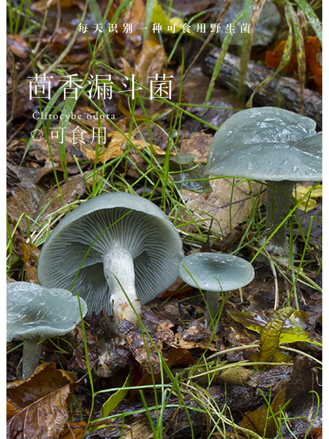 有浓烈八角香气，可以吃的香杯伞