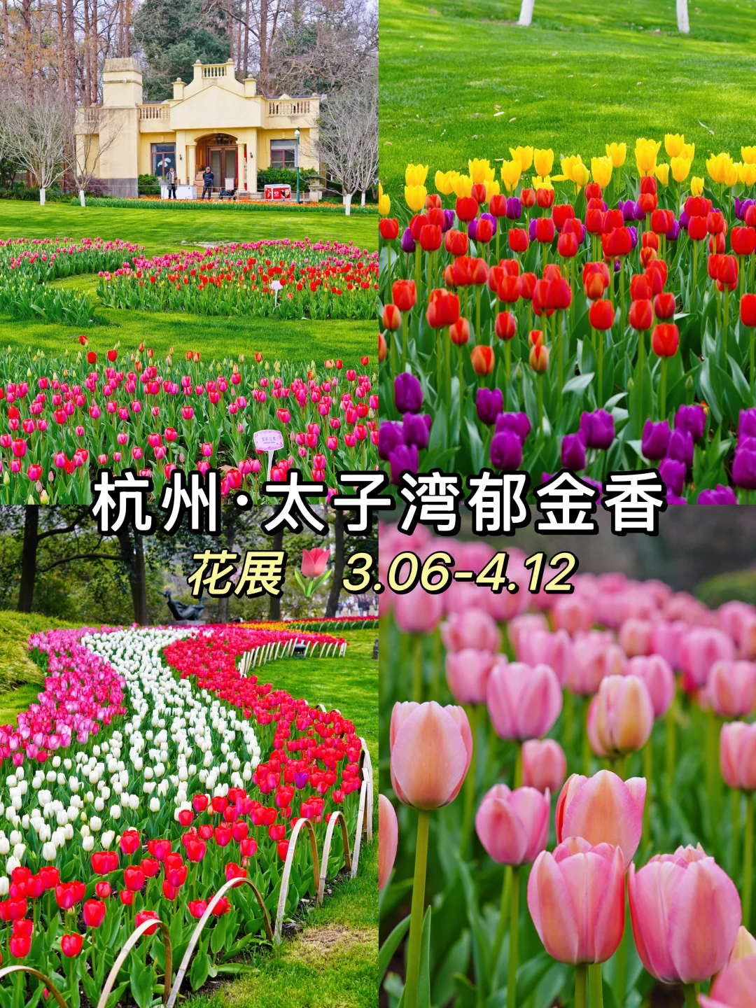 3.05实拍❗️❗️太子湾郁金香已开！附赏花攻略！