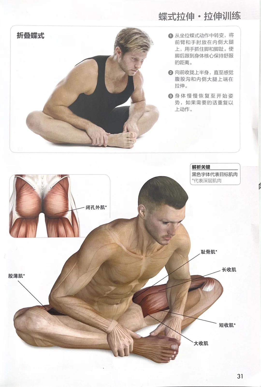 大腿内收肌拉伸