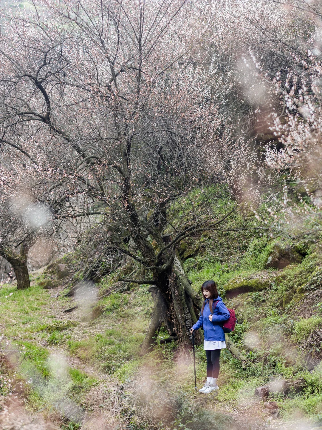 户外徒步‖花海山谷，最美的春日徒步路线