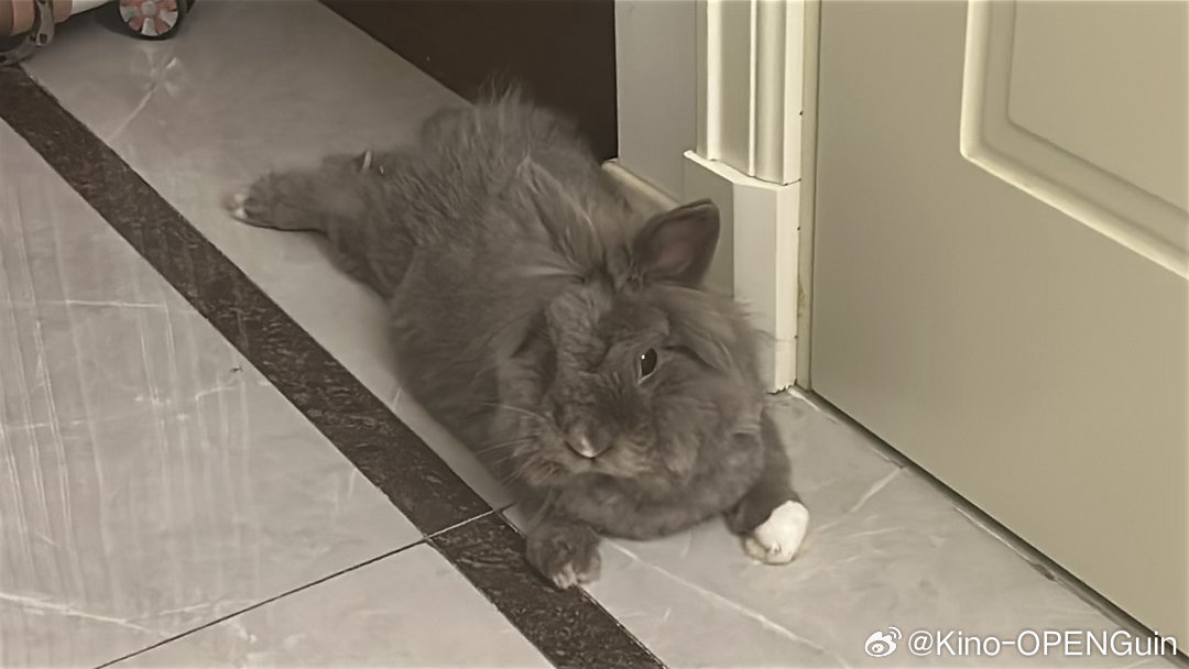 你这白吃token的肥兔！ ​