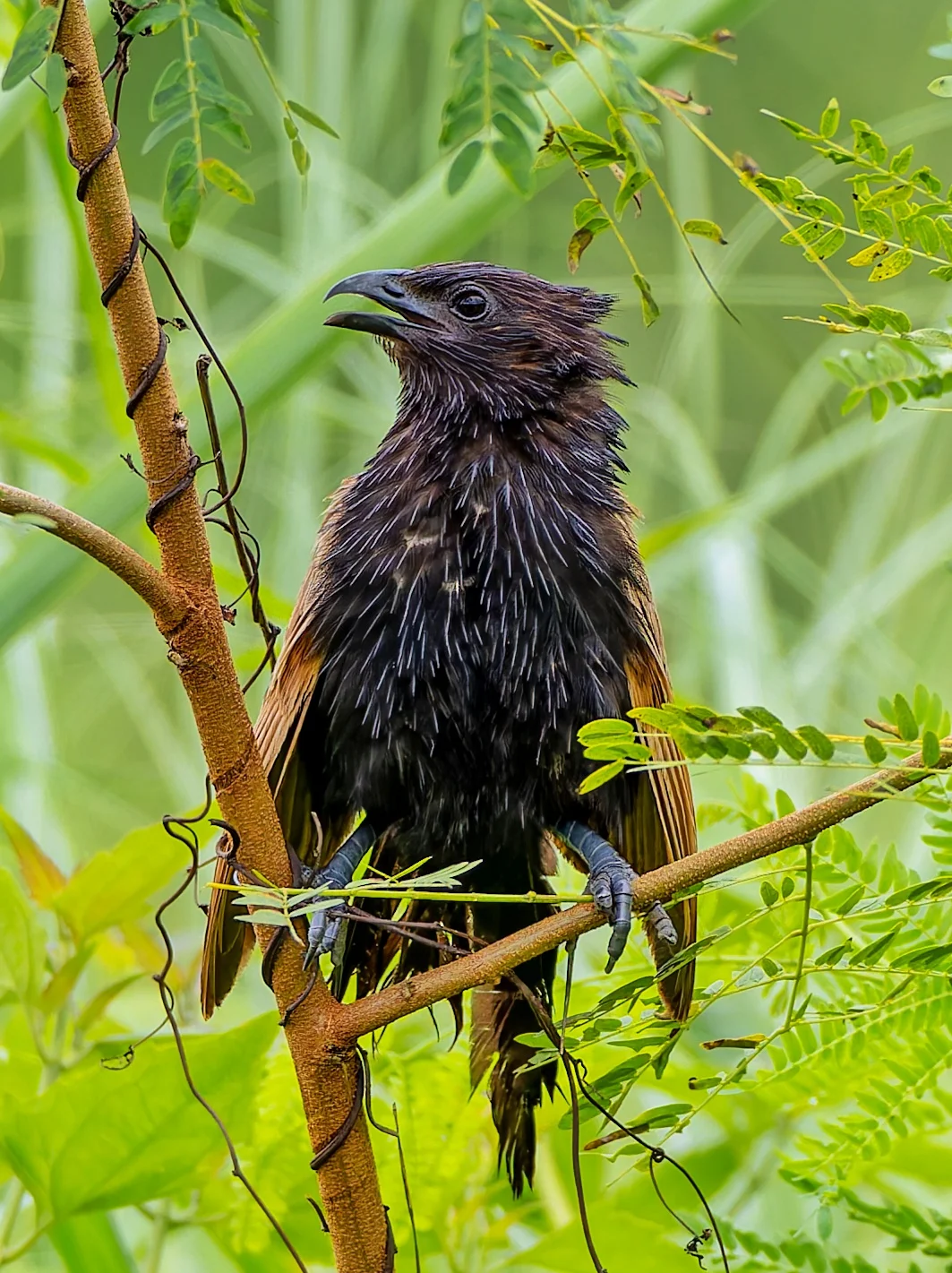 小鸦鹃的身上像一根根银针