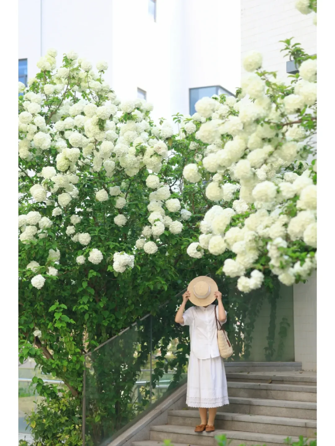 吹爆武汉这片绣球花瀑❗️超小众独享美景