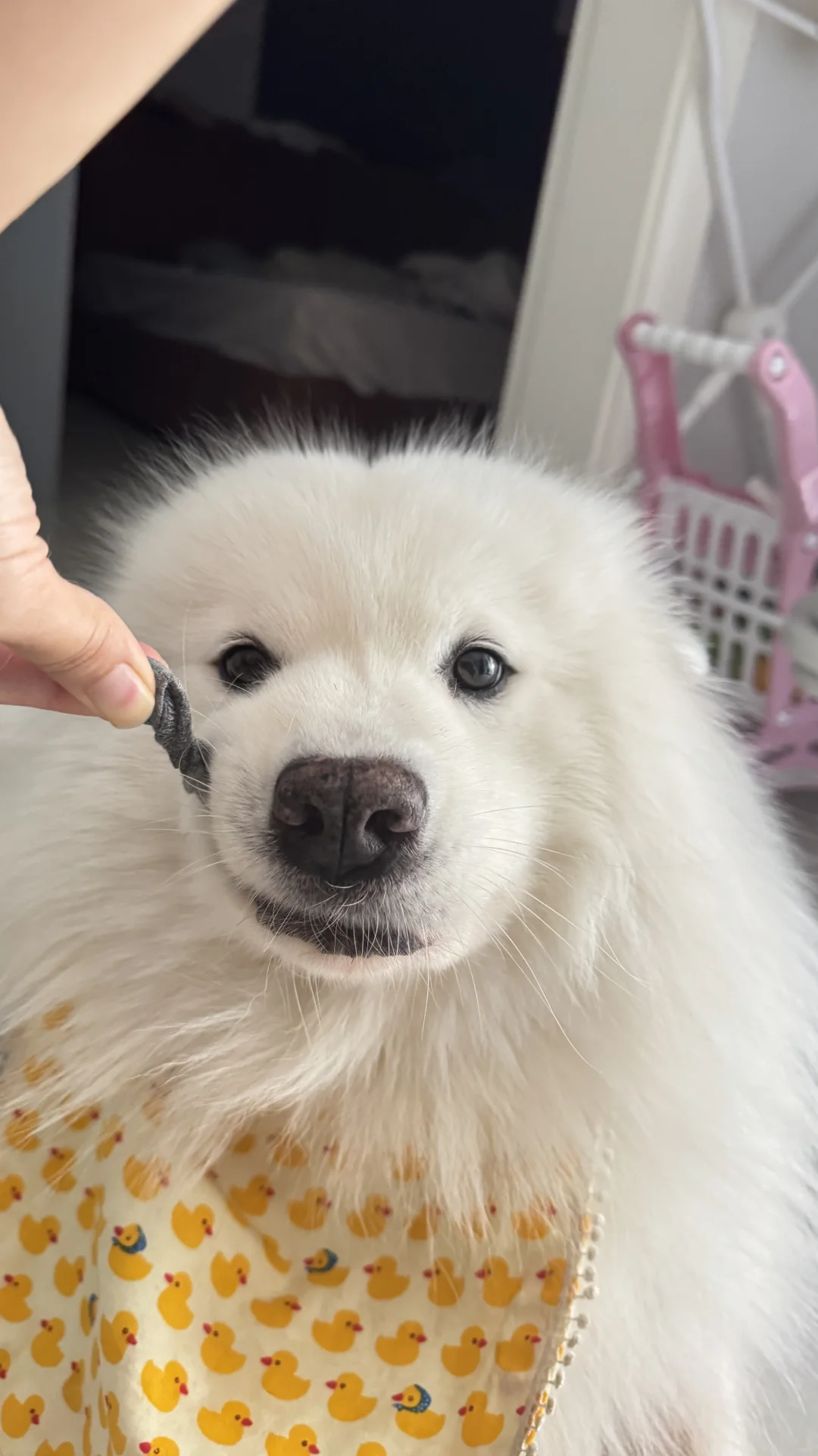 袜子守护者