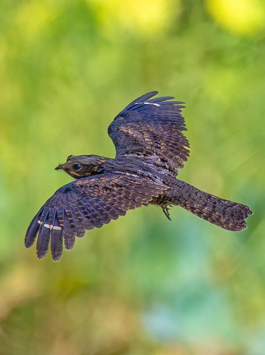 回来看发现拍到了夜鹰的白天飞版